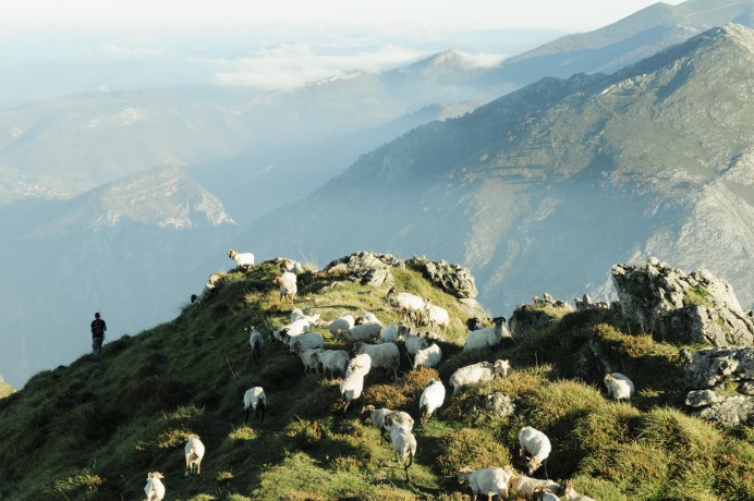 Alimerka comercializa en exclusiva 1.100 lechazos de las mejores ganaderías de los Picos de Europa - Picos de Europa