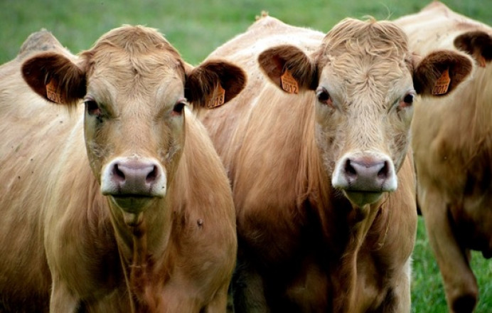 Saneamiento ganadero para vacuno - Concejo de Llanes