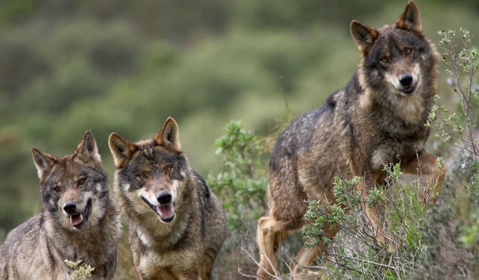 El nuevo programa de gestión del lobo del Principado incluye controles de población para evitar que los ataques comprometan las explotaciones ganaderas - Ecología y Medioambiente