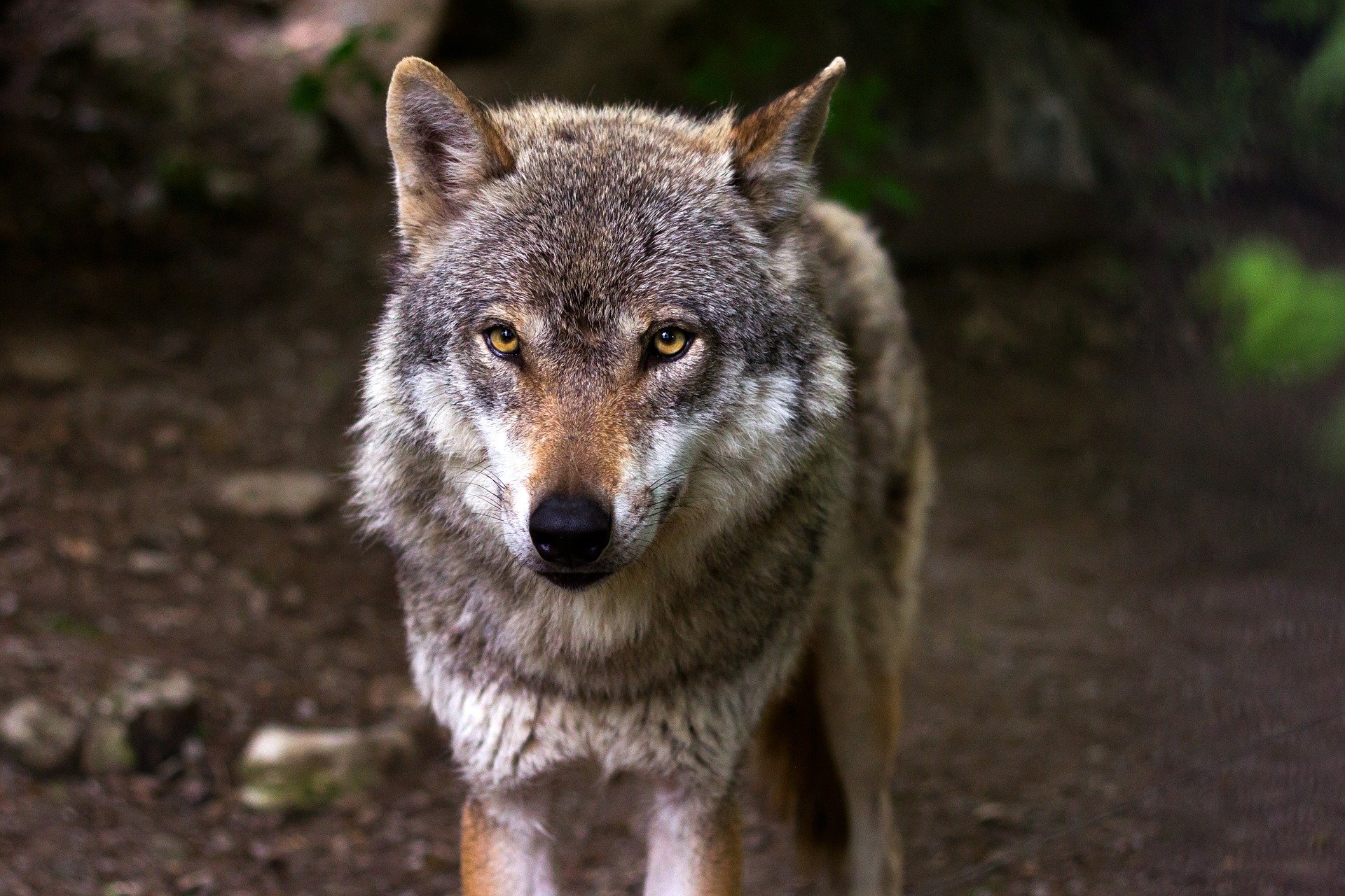 Medio Rural adaptará el plan del lobo para mantener los controles con respaldo jurídico - Ecología y Medioambiente