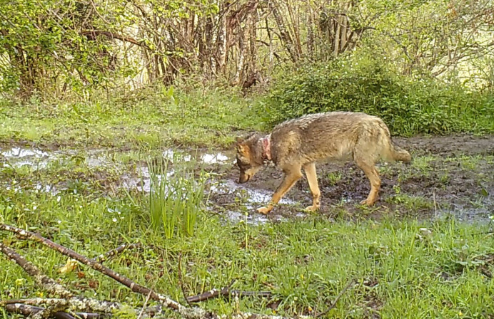   El FAPAS solicitó el pasado mes de Mayo una reunión con el Secretario de Estado de Medio Ambiente, el asturiano Hugo Morán para hacerle llegar toda la documentación gráfica obtenida por esta asociación del trabajo de captura de lobos por parte del Gobierno asturiano de Adrián Barbón en los últimos años - Ecología y Medioambiente