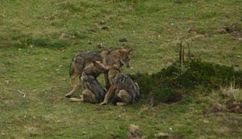 Estreno en Madrid de Bajo la piel de lobo, del director asturiano Samu Fuentes  - Sociedad y Cultura