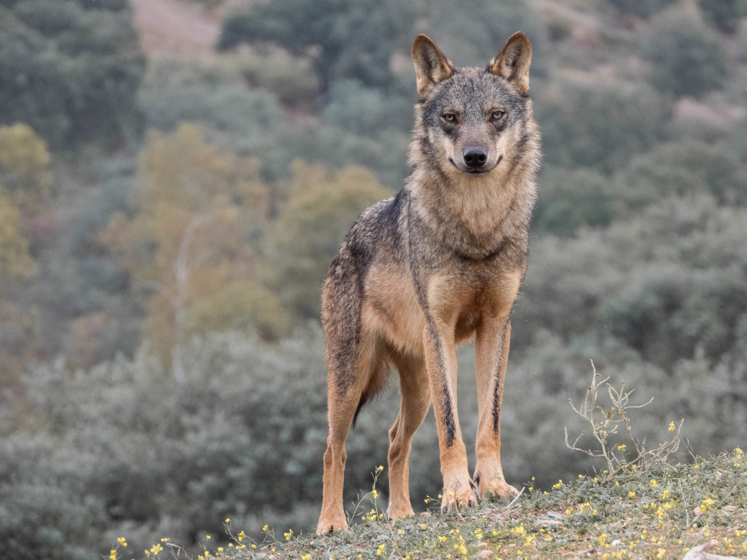 PACMA pide paralizar la caza del lobo en Asturias y presenta alegaciones contra el nuevo plan de gestión - Ecología y Medioambiente