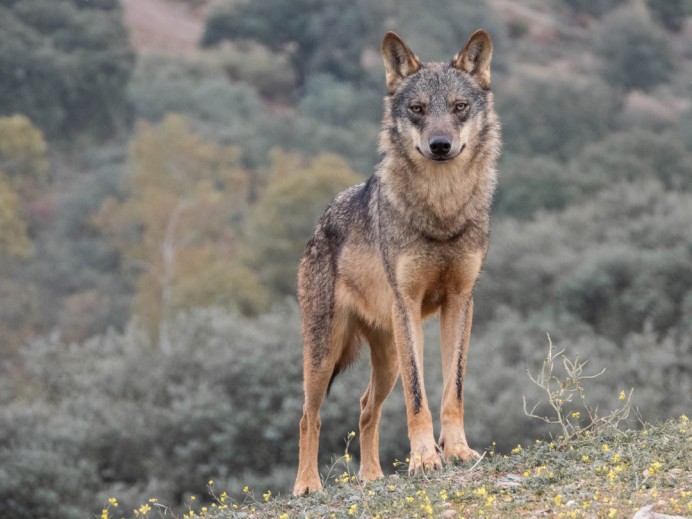 PACMA pide paralizar la caza del lobo en Asturias y presenta alegaciones contra el nuevo plan de gestión