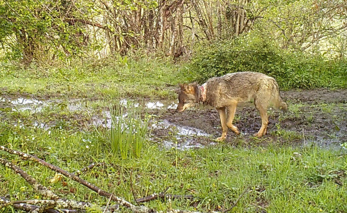 FAPAS acusa al Gobierno del Principado de la mutilación de decenas de ejemplares de lobo en un programa de captura - Ecología y Medioambiente