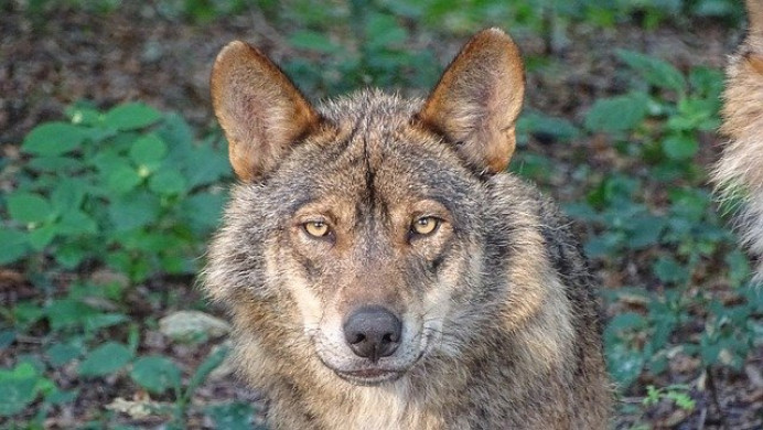 UPA pide cordura con el lobo - Ecología y Medioambiente