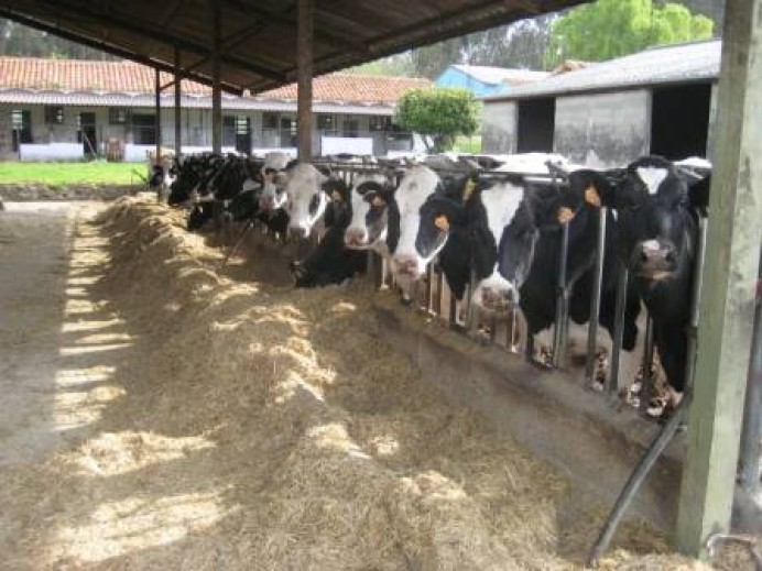 El Principado promueve un proyecto piloto de monitorización de la ganadería extensiva en el Parque Nacional de los Picos de Europa - Asturias