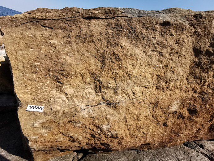 Equipo científico del Muja en Jornadas de la Sociedad de Paleontología - Concejo de Colunga