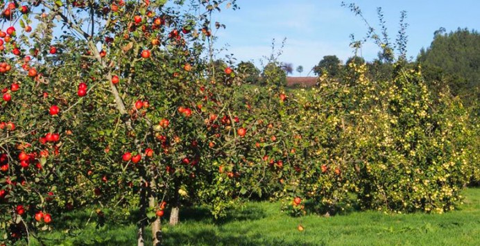 El Ejecutivo destina 522.000 euros a proyectos de regeneración de espacios públicos con el cultivo de frutales autóctonos - Asturias