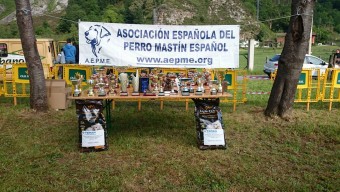 I Concurso Monográfico del Mastín Español - Asturias