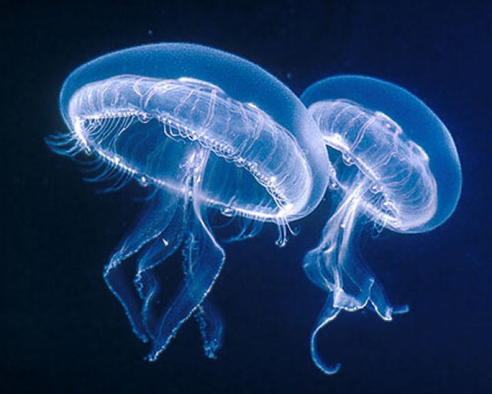 Avistamiento de medusas en el litoral asturiano - Ecología y Medioambiente