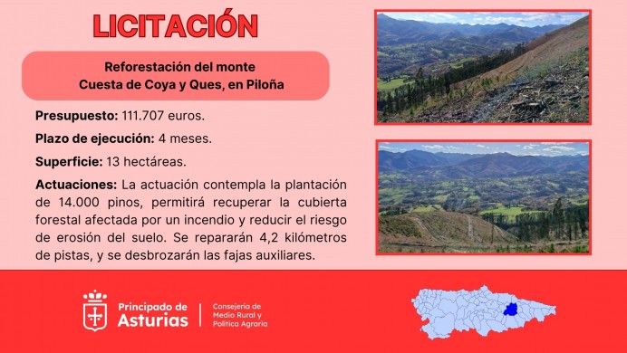 Medio Rural destina más de 111.000 euros a reforestar 13 hectáreas de monte en Piloña