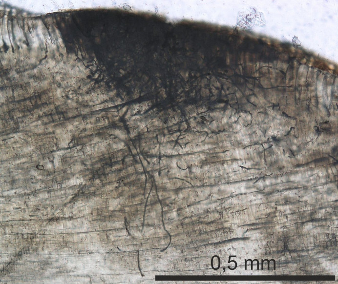 Equipo científico MUJA colabora en una investigación del Centro Nacional IGME-CSIC - Concejo de Colunga