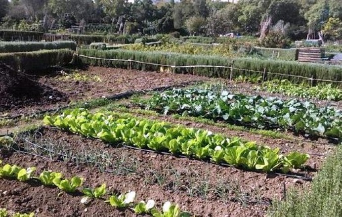 Convocado proceso para optar 12 huertos urbanos de Llanes - Concejo de Llanes