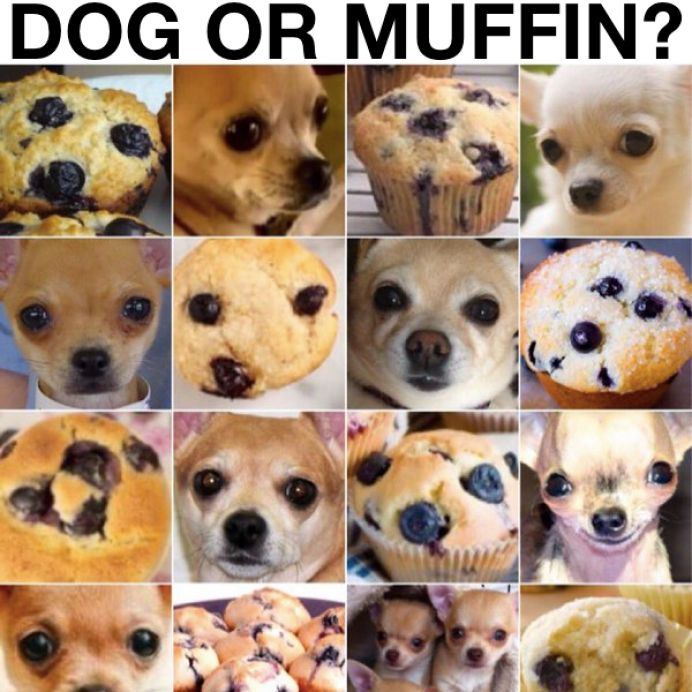 Muffin o Perro - Información General