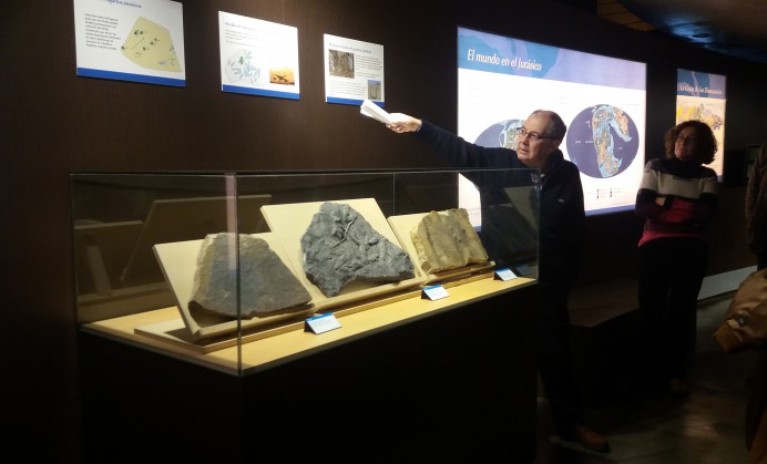 El MUJA incorpora nuevas piezas del Jurásico Asturiano a su exposición permanente - Concejo de Colunga