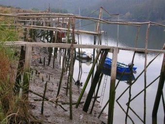 Lamentamos que el Principado siga apostando por acabar con la angula y con la anguila - Ecología y Medioambiente