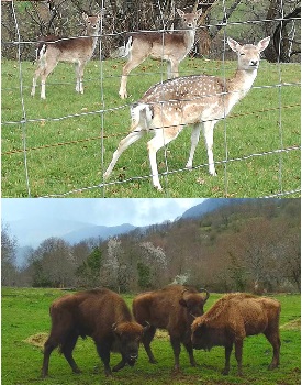 Nuevos habitantes en el Parque de la Prehistoria de Teverga - Asturias