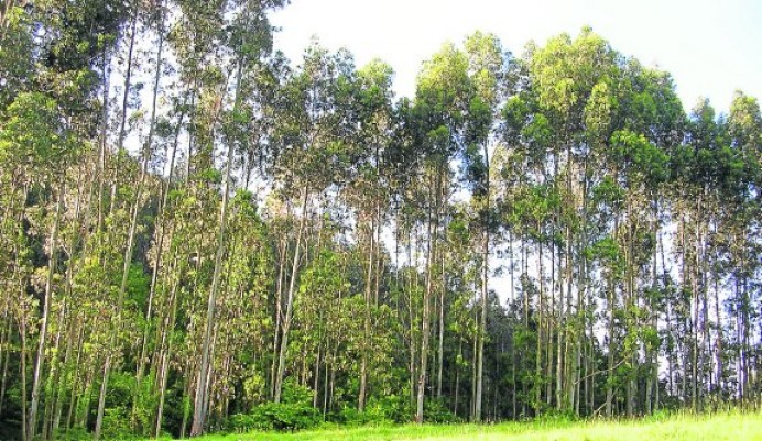 El Principado es un coladero de plantaciones de eucalipto - Ecología y Medioambiente