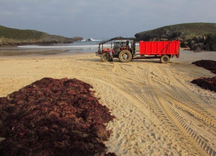 El Principado aprueba el arranque de ocle sin leer ni las alegaciones presentadas - Ecología y Medioambiente