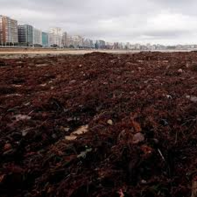 IU y Podemos piden que se suspenda la extracción de ocle con barcos hasta que un estudio riguroso determine si es un método sostenible medioambientalmente - Ecología y Medioambiente