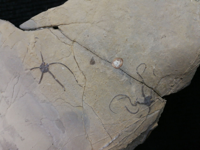 Investigadores del MUJA y del Museo de Historia Natural de Luxemburgo describen una nueva especie de invertebrados marinos hallada en Asturias - Concejo de Colunga