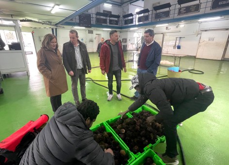 La campaña del oricio en Asturias cierra con más de 17.000 kilos extraídos y consolida su rentabilidad - Asturias