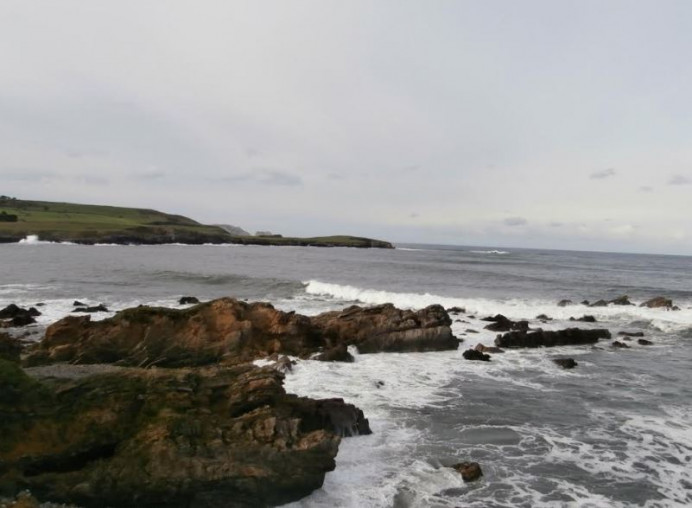 Ecologistas de Asturias: El oricio precisa algo más que vedas - Ecología y Medioambiente