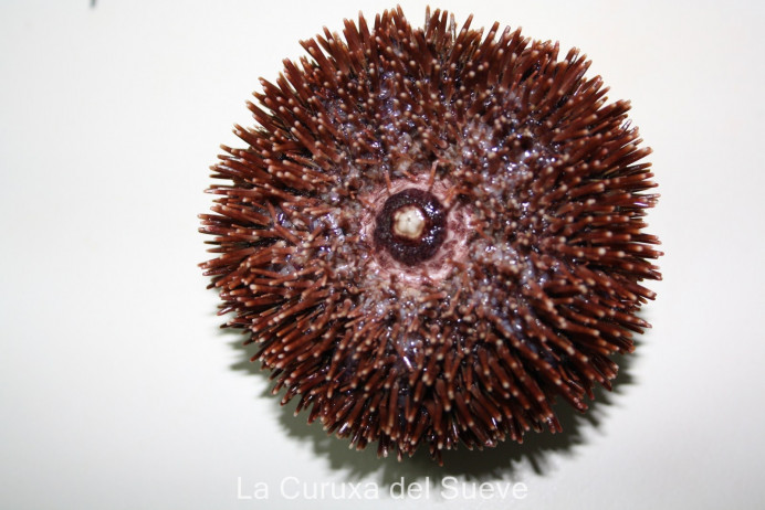 Reivindicando el derecho de los ciudadanos a recolectar oricios cuando se abra la veda, presentación de firmas - Asturias