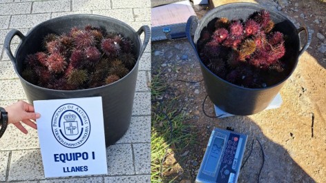 Denunciados dos furtivos por la captura ilegal de más de 11 kilos de oricios en Colunga