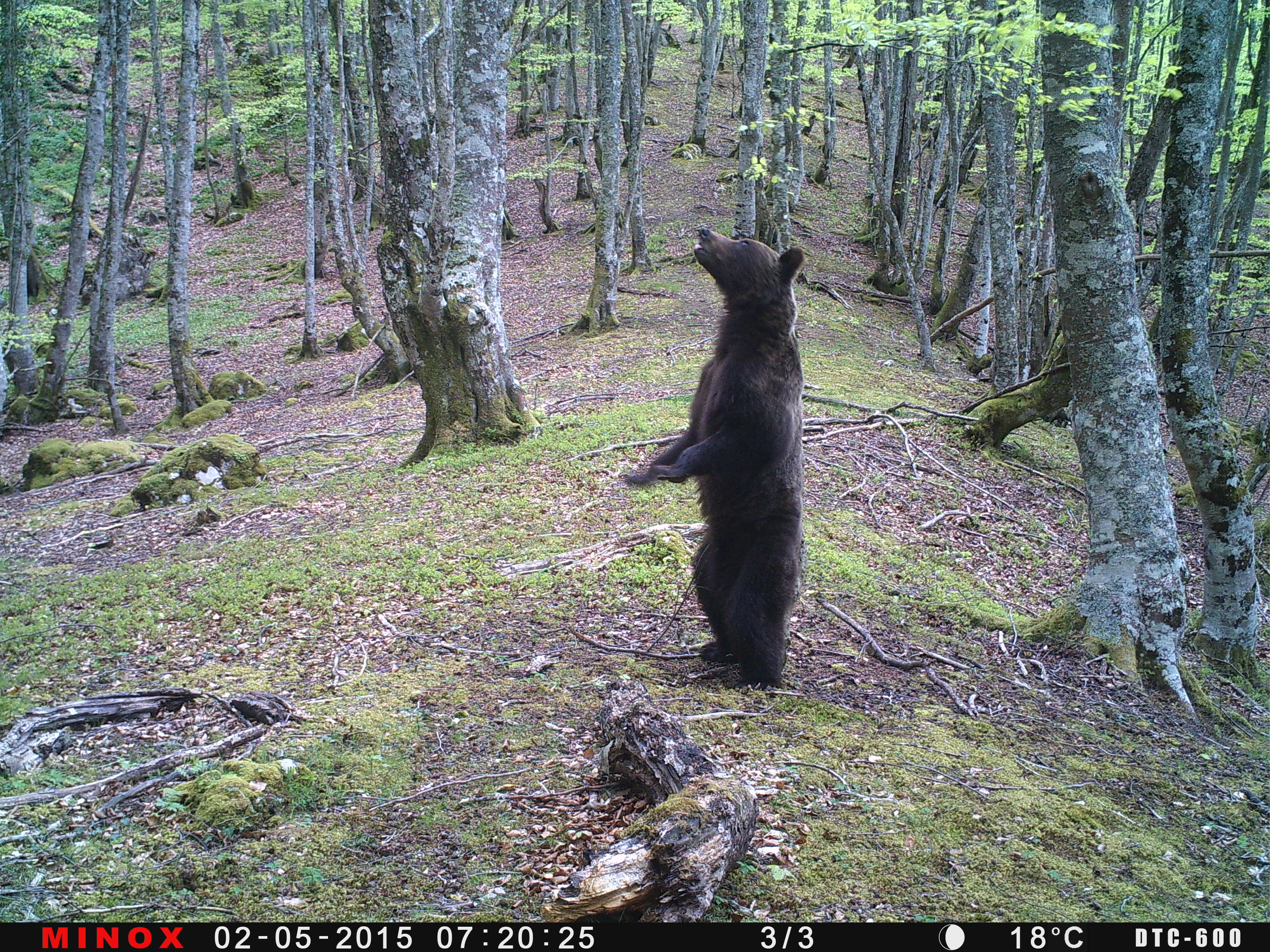 FAPAS y el Ayuntamiento de Oviedo presentan un proyecto para el seguimiento de osos y lobos en el concejo - Asturias