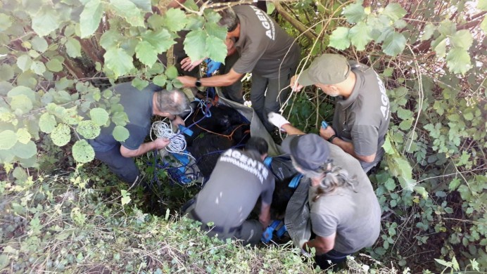 Rescatan a un oso pardo herido en Somiedo con graves problemas de movilidad - Sucesos