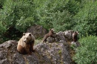 Abatida hembra de oso pardo cantábrico - Ecología y Medioambiente