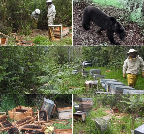 Los osos pardos se acercan a Oviedo atraídos por el aumento de colmenas en zonas forestales