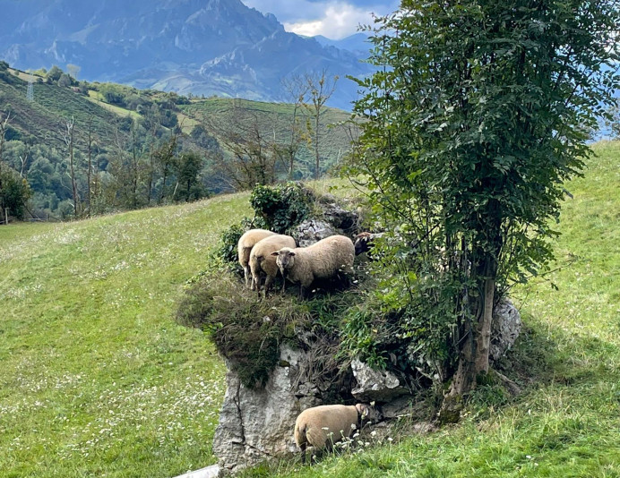 Medio Rural invierte 1,4 millones en la compra de más de 1.900 reactivos para los análisis de sanidad animal - Asturias