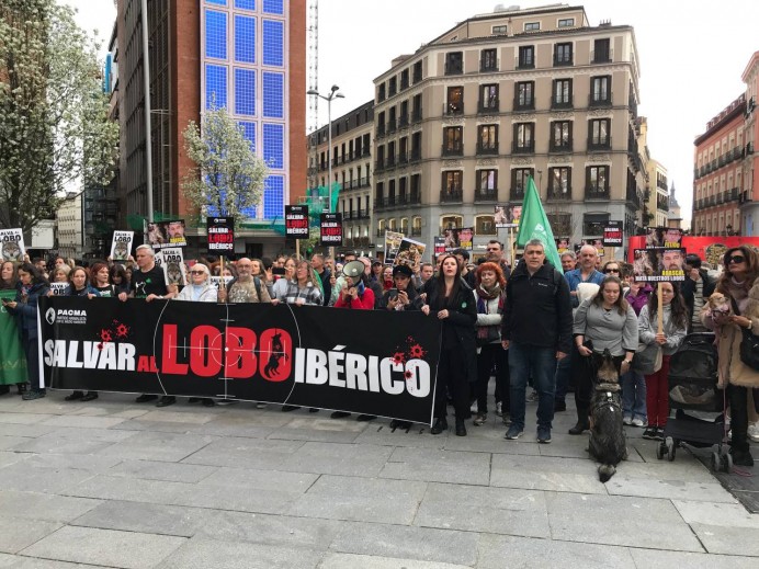 PACMA recurre el archivo de su querella por la muerte de lobos en Asturias y denuncia "bloqueo institucional" - Asturias