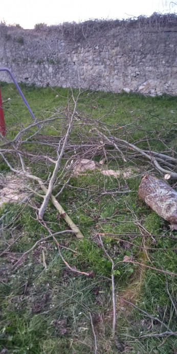 Tala de árboles en Pancar - Concejo de Llanes