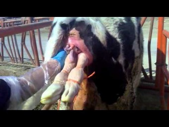 Accidente laboral en Ribadesella - Concejo de Ribadesella