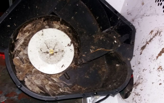 Cerca de 40 pájaros obstruyen una campana extractora en Pernús - Ecología y Medioambiente