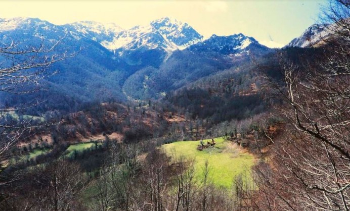 El Principado amenaza el bosque de Peloño - Ecología y Medioambiente