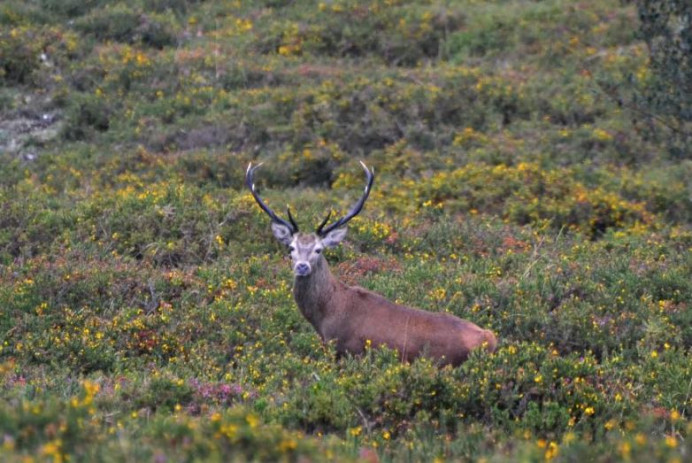 Autovisitias a la berrea del venado en la Sierra de Peñamayor - Comarca de la Sidra