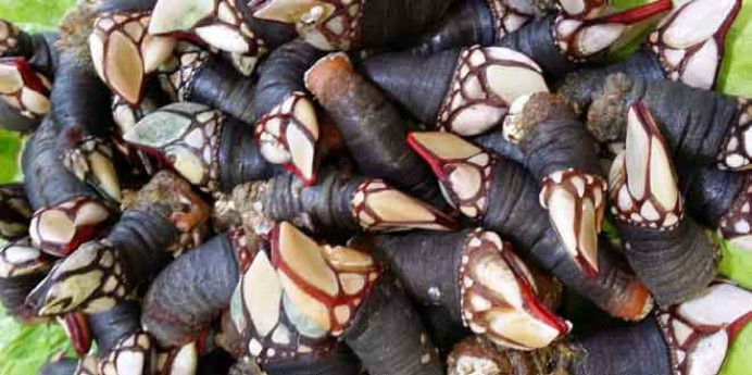 El Principado destina 348.500 euros a las cofradías de pescadores que gestionan planes de explotación de percebe, pulpo y angula - Asturias