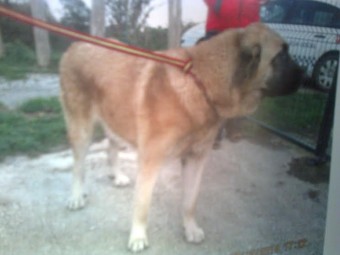 Masivo abandono de perros en Colunga - Concejo de Colunga