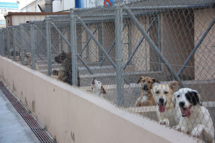 Equo sobre los depósitos de animales de Mieres y Langreo - Opinión