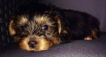 Nuevo robo de perros en Ribadesella - Concejo de Ribadesella