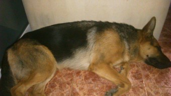 Desaparecida en Bueño cachorrina pastor alemán - Concejo de Colunga