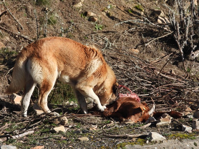 FAPAS mantendrá el seguimiento de daños al ganado en zonas conflictivas de Asturias - Ecología y Medioambiente