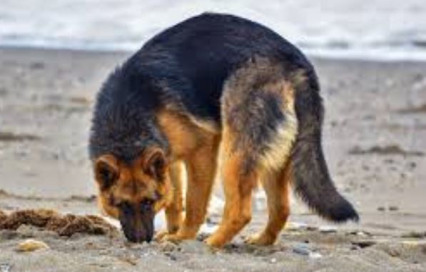 La aparición de un caso autóctono de rabia canina genera la preocupación en la Veterinaria de Salud Pública - Asturias
