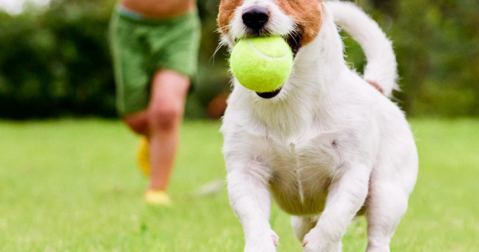 PACMA reclama más espacios para perros en el centro de Gijón - Concejo de Gijón