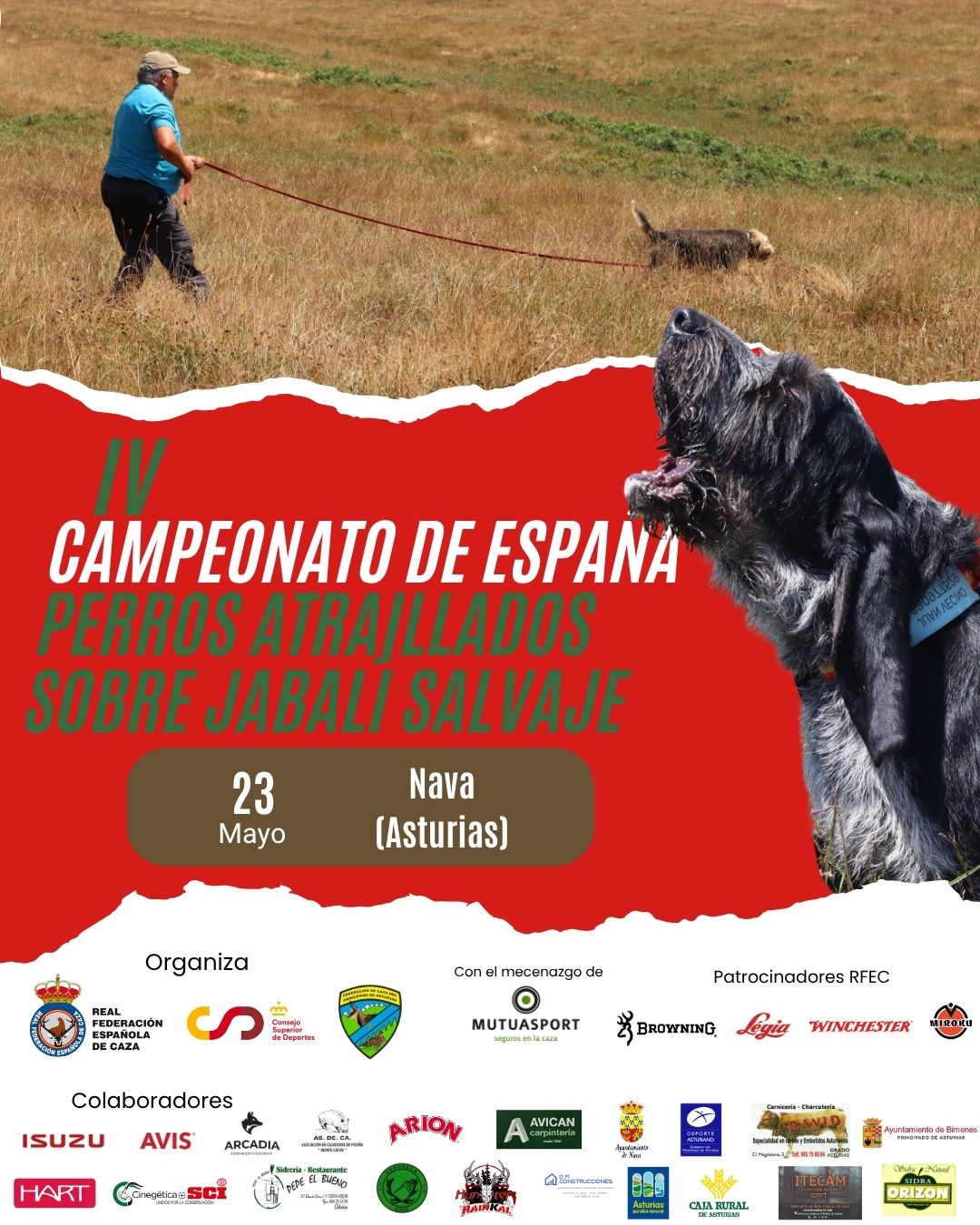 Nava se convierte en epicentro nacional con el IV Campeonato de Perros Atraillados sobre Jabalí - Concejo de Nava